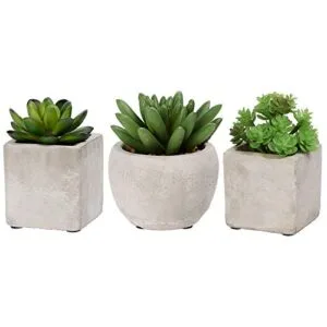 3-Piezas-de-Plantas-suculentas