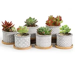 t4u-6cm-macetas-para-cactus-de-cemento-