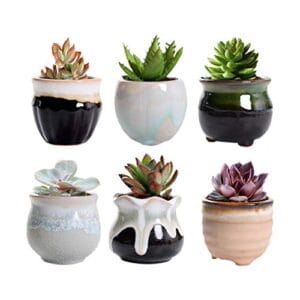 dsaren-6-pcs-maceta-planta-suculentas