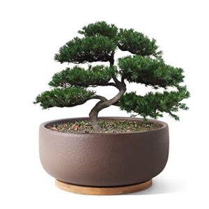 macetero-de-terracota-bonsai-para-maceta-suculenta