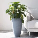 macetas-altas-para-interior-y-exterior.jpg