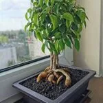 macetas-para-bonsai-categorias.jpg