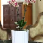 macetas-para-orquideas-categoria.jpg