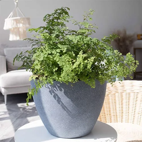 macetas-para-plantas-de-exterior.jpg