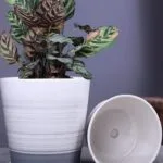 macetas-para-plantas-grasas-categorias.jpg