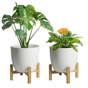 plantas-deinterior