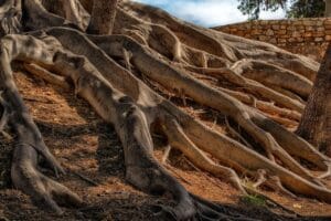 Las Raices de un Arbol, Cuantas veces se puede crecer