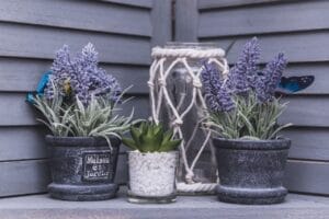 Consejos para un crecimiento saludable Cuidado de plantas en macetas de cemento